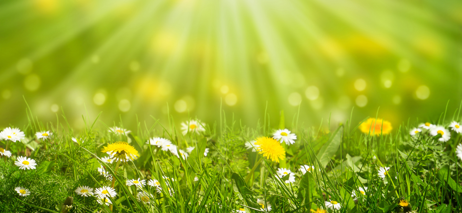 Field of Daisies